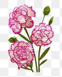 Carnations png flower sticker illustration, transparent background