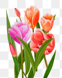 Tulips png flower sticker illustration, transparent background