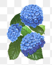 Hydrangea png flower sticker illustration, transparent background