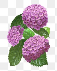 Hydrangea png flower sticker illustration, transparent background