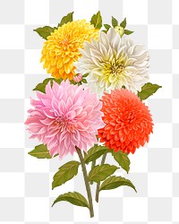 Dahlia png flower sticker illustration, transparent background