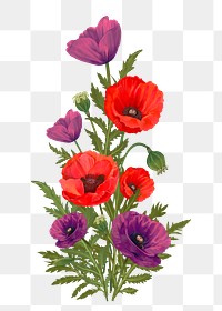 Poppies png flower sticker, transparent background