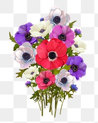 Anemone png flower sticker illustration, transparent background