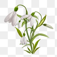 Snowdrops png flower sticker illustration, transparent background