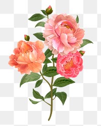 Peonies png flower sticker illustration, transparent background