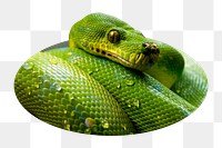 Green snake png sticker, wildlife & animal photo badge, transparent background