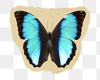 Blue butterfly png ripped paper sticker, aesthetic insect graphic, transparent background