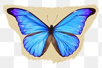 Blue butterfly png ripped paper sticker, aesthetic insect graphic, transparent background