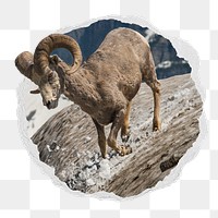 Png bighorn sheep sticker, animal in ripped paper photo badge, transparent background