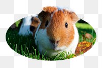 Guinea pig png sticker, cute animal photo badge, transparent background