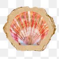 Scallop shell png sticker, ripped paper, transparent background