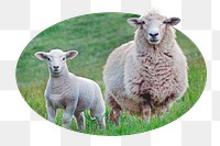 Sheep png sticker, farm animal photo badge, transparent background