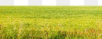 Png paddy field border, transparent background