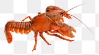 Lobster png sticker, seafood image on transparent background