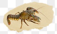 Lobster png ripped paper sticker, sea animal graphic, transparent background