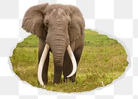 Png African bush elephant sticker, wildlife photo in torn paper badge, transparent background