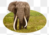 Png African bush elephant sticker, wildlife photo badge, transparent background