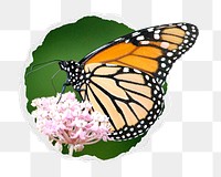 Monarch butterfly png sticker, insect photo in ripped paper badge, transparent background