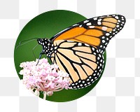 Monarch butterfly png sticker, insect photo badge, transparent background