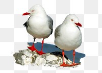 PNG Red-billed gulls, collage element, transparent background