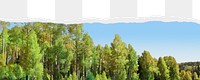 Green forest png border, torn paper design, transparent background