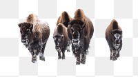 PNG Group of bison, collage element, transparent background