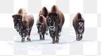 PNG Group of bison, collage element, transparent background