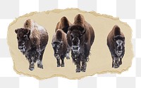 PNG Group of bison, collage element, transparent background