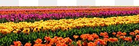 Tulip field png border sticker, nature on transparent background