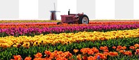 Tulip field png border sticker, nature on transparent background