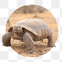 Desert tortoise png sticker, wildlife photo badge, transparent background