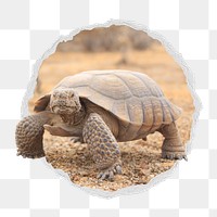 Desert tortoise png sticker, wildlife photo in ripped paper badge, transparent background