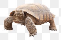 Desert tortoise png sticker, wildlife photo, transparent background