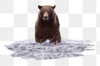 Grizzly bear png sticker, animal, transparent background