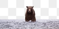 Grizzly bear png border sticker, animal, transparent background