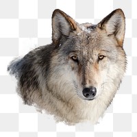 White wolf png wild animal sticker, animal, transparent background