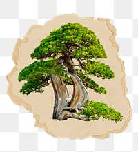 Japanese bonsai png tree sticker, ripped paper, transparent background