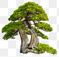 Japanese bonsai png tree sticker, houseplant image, transparent background