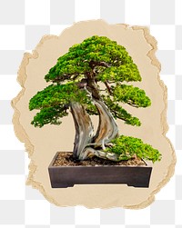 Japanese bonsai png tree sticker, ripped paper, transparent background