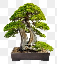 Japanese bonsai png tree sticker, houseplant image, transparent background