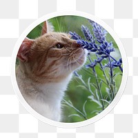 Cat png smelling spring flower sticker, circle frame, transparent background