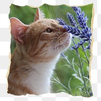 Cat png smelling Spring flower element, ripped paper, transparent background