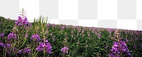 Salvia flower png border sticker, nature on transparent background