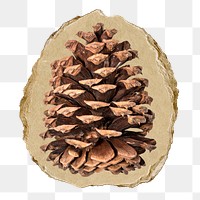 Pine cone png ripped paper sticker, Christmas decor, transparent background