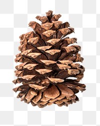 Pine cone png sticker, Christmas decor image on transparent background