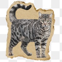 Cute cat png sticker, ripped paper, transparent background