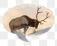 Elk png wildlife sticker, ripped paper speech bubble, transparent background