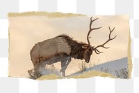 Elk png wildlife sticker, ripped paper, transparent background