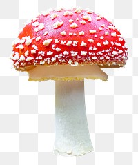 Poisonous mushroom png sticker, plant image, transparent background