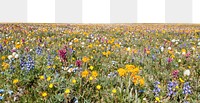 Wildflower png border, transparent background